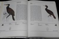 【洋書】THE ILLUSTRATED ENCYCLOPEDIA OF BIRDS　鳥類図解百科事典/イラスト800点以上