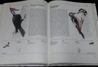 【洋書】THE ILLUSTRATED ENCYCLOPEDIA OF BIRDS　鳥類図解百科事典/イラスト800点以上
