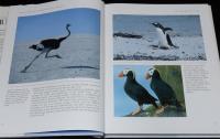 【洋書】THE SURVIVAL WORLD OF BIRDS　Boxtree　鳥の生存世界