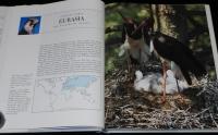【洋書】THE SURVIVAL WORLD OF BIRDS　Boxtree　鳥の生存世界