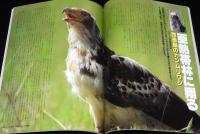 97アニマ 動物写真の世界　星野道夫の世界/海の動物たちの食生活/西表島 カンムリワシ