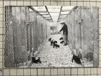 樺太小沼 戦前絵葉書6枚 ※豊原支庁豊北村・消防番屋・和田養狐場・中央試験所新官舎・土壌調査・市街の一部・小沼尋常高等小学校