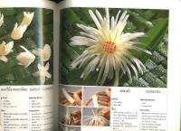 The Art of Vegetable Garnish