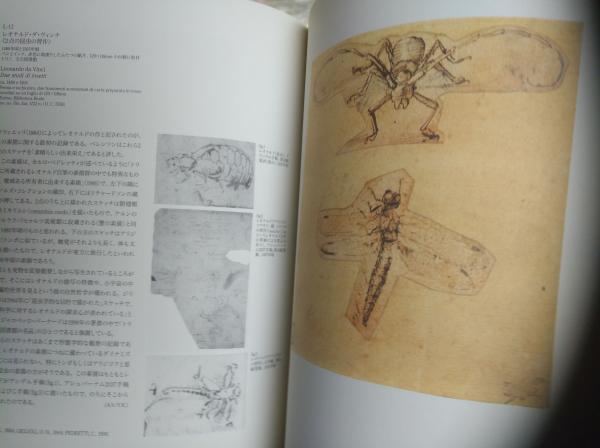 イタリア・ルネサンス三大巨匠素描展 : レオナルド