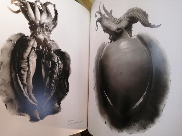 Still life Irving Penn Photographs 1938-2000(by Irving Penn ; with