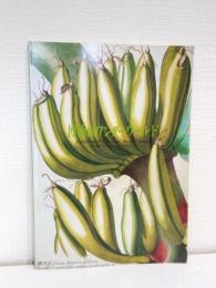 博物画ワンダーワールド 荒俣宏コレクション
