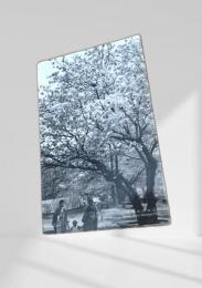 函館公園 春景（桜）