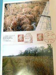 釧路湿原のヤチボウズ（記念台紙・風景印）②
