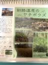 釧路湿原のヤチボウズ 解説ページ