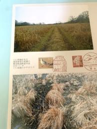 湿原展望台東側の簡易軌道跡遊歩道 西側のヤチボウズ（記念台紙・風景印）③