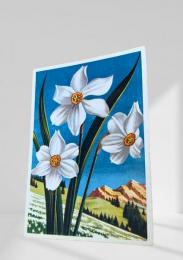 フランス　絵葉書 Narcissus Poeticus　詩人の水仙・フランス山岳植物