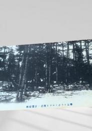 樺太 ラウヱミカフロ附近針葉樹林（絵葉書）