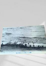 樺太 ロヒン島オットセイ群景（絵葉書）