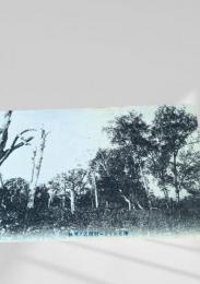 樺太 タリネー村附近樹林（絵葉書）