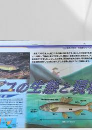 北海道新聞 世界と図解シリーズ 古来アユの生態と現状  2004.6.21
