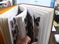 東南アジア島嶼の蝶 : 図鑑　全5卷揃い