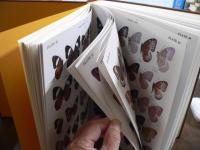 東南アジア島嶼の蝶 : 図鑑　全5卷揃い