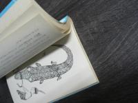 でかでか人とちびちび人