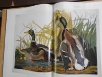 John James Audubon