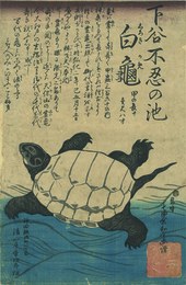 ［下谷不忍の池］白亀　Shinobazu no Ike Shiroki Kame