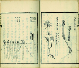 雁皮栽培録　続雁皮栽培録