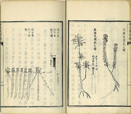 雁皮栽培録　続雁皮栽培録