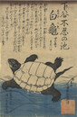 ［下谷不忍の池］白亀　Shinobazu no Ike Shiroki Kame
