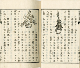 ［菊　牡丹　梅］培養手引草