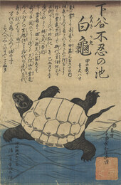 ［下谷不忍の池］白亀　Shinobazu no Ike Shiroki Kame