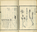 雁皮栽培録　続雁皮栽培録