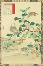 楳嶺花鳥画譜　茶　椋鳥　鷦鷯