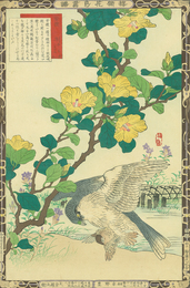 楳嶺花鳥画譜　黄槿　隼