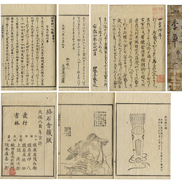 四季草