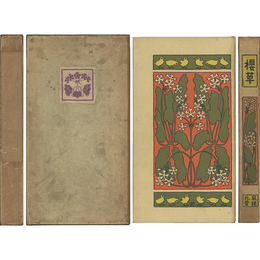 櫻草　