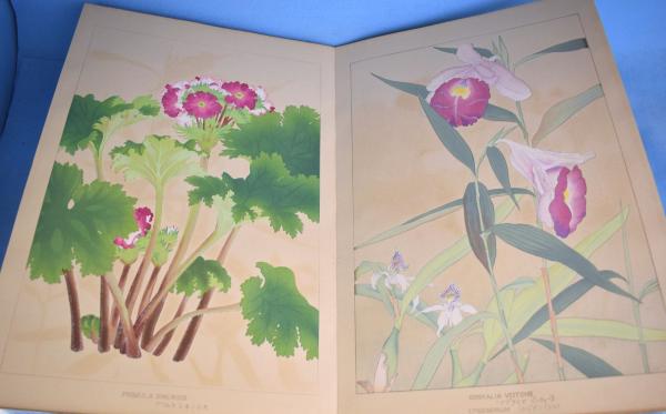 木版画【真作】千種掃雲（Chigusa Soun）『洋草花譜』　ダイアンサス 洋草花譜 第1～第16(千種掃雲) / 古本、中古本、古書籍の通販は「日本