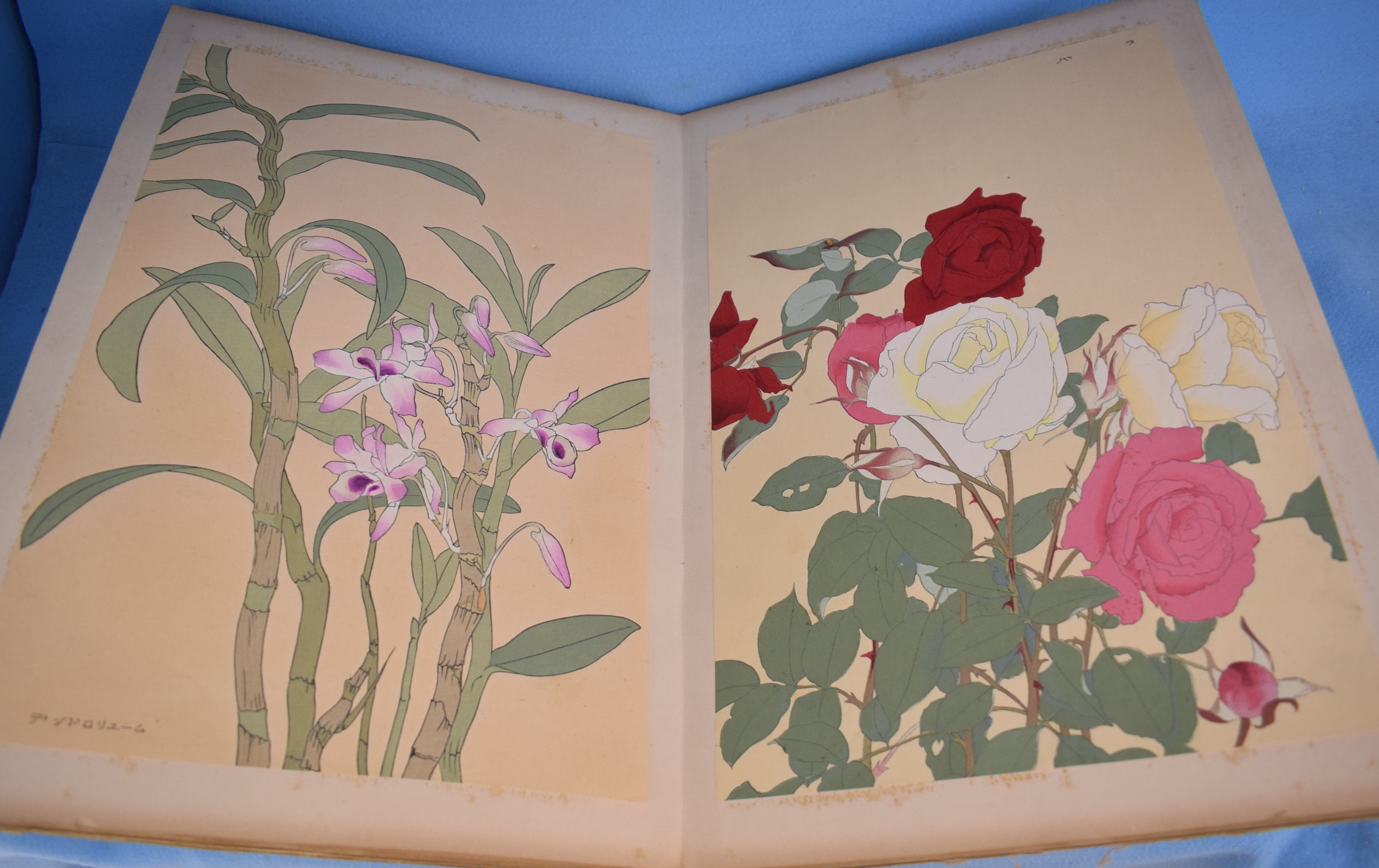 洋草花譜 第1～第16(千種掃雲) / 古本、中古本、古書籍の通販は「日本