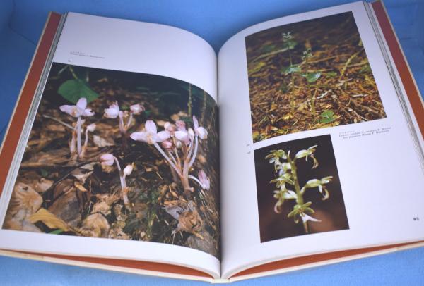 写真集 日本の野生ラン 神田淳 誠文堂新光社 日本の野生ラン : 写真集(神田淳 著) / 古本、中古本、古書籍の通販は