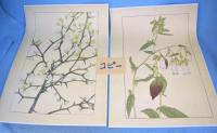 非水百花譜　全20輯