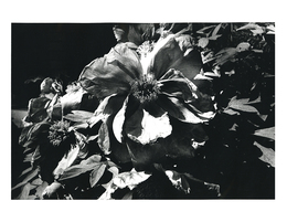 森山大道 オリジナルプリントFlower from Light and Shadow"【サイン入】"