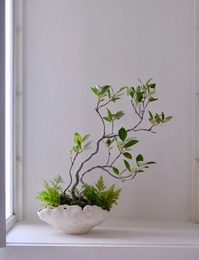 モクモク植木鉢