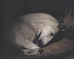 ANIMA【イラストサイン入 / Illustration Signed】