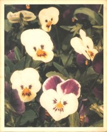 Daan van Golden: The pencil of nature