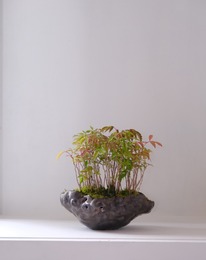 モクモク植木鉢