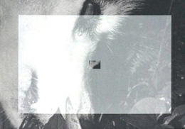 網膜直結指先目カメラ