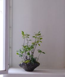 モクモク植木鉢