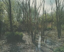 GIFLANDSCHAP POISEND LANDSCAPE