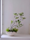 モクモク植木鉢