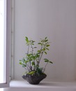 モクモク植木鉢