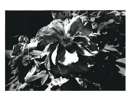 森山大道 オリジナルプリントFlower from Light and Shadow"【サイン入】"