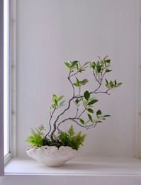 モクモク植木鉢